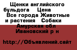 Щенки английского бульдога  › Цена ­ 60 000 - Все города Животные и растения » Собаки   . Амурская обл.,Ивановский р-н